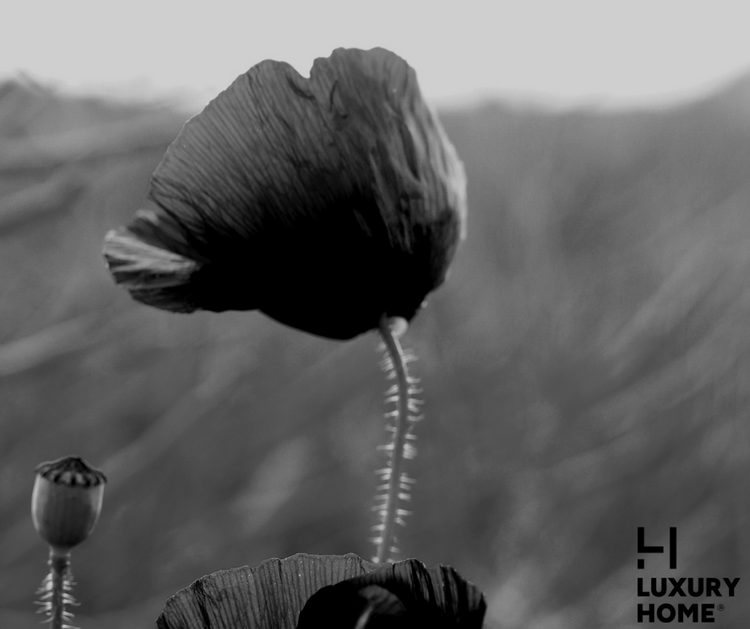 BLACK SWEETNESS (Floral)