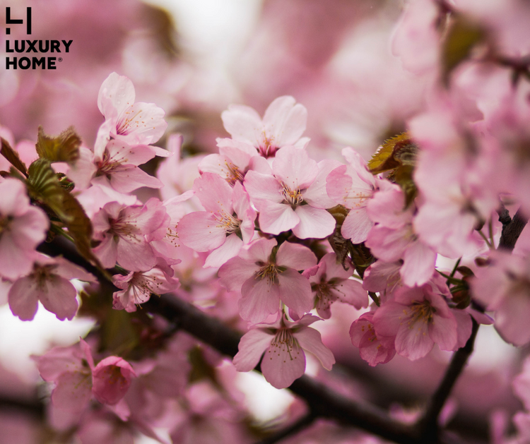 CHERRY BLOSSOM (Floral)