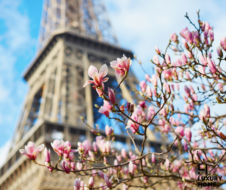 PARISIAN ROSE