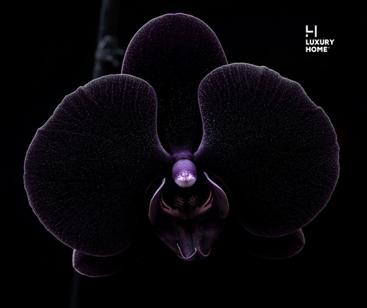 DARK ORCHID