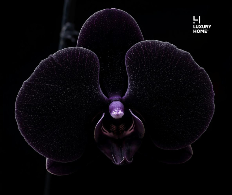 DARK ORCHID